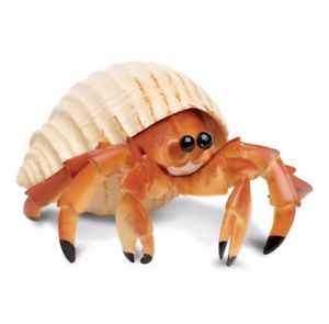 HERMIT CRAB